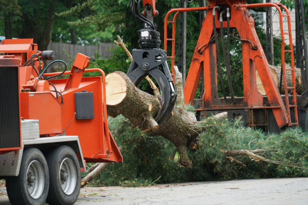 Professional Tree Service in Gordon, GA